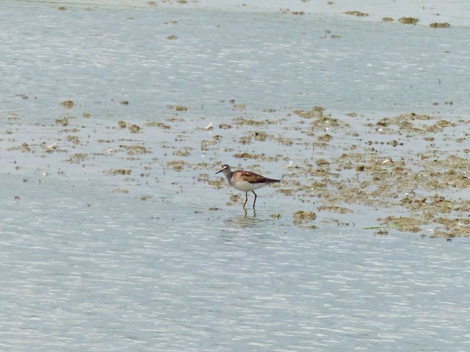 Witgat of bosruiter?