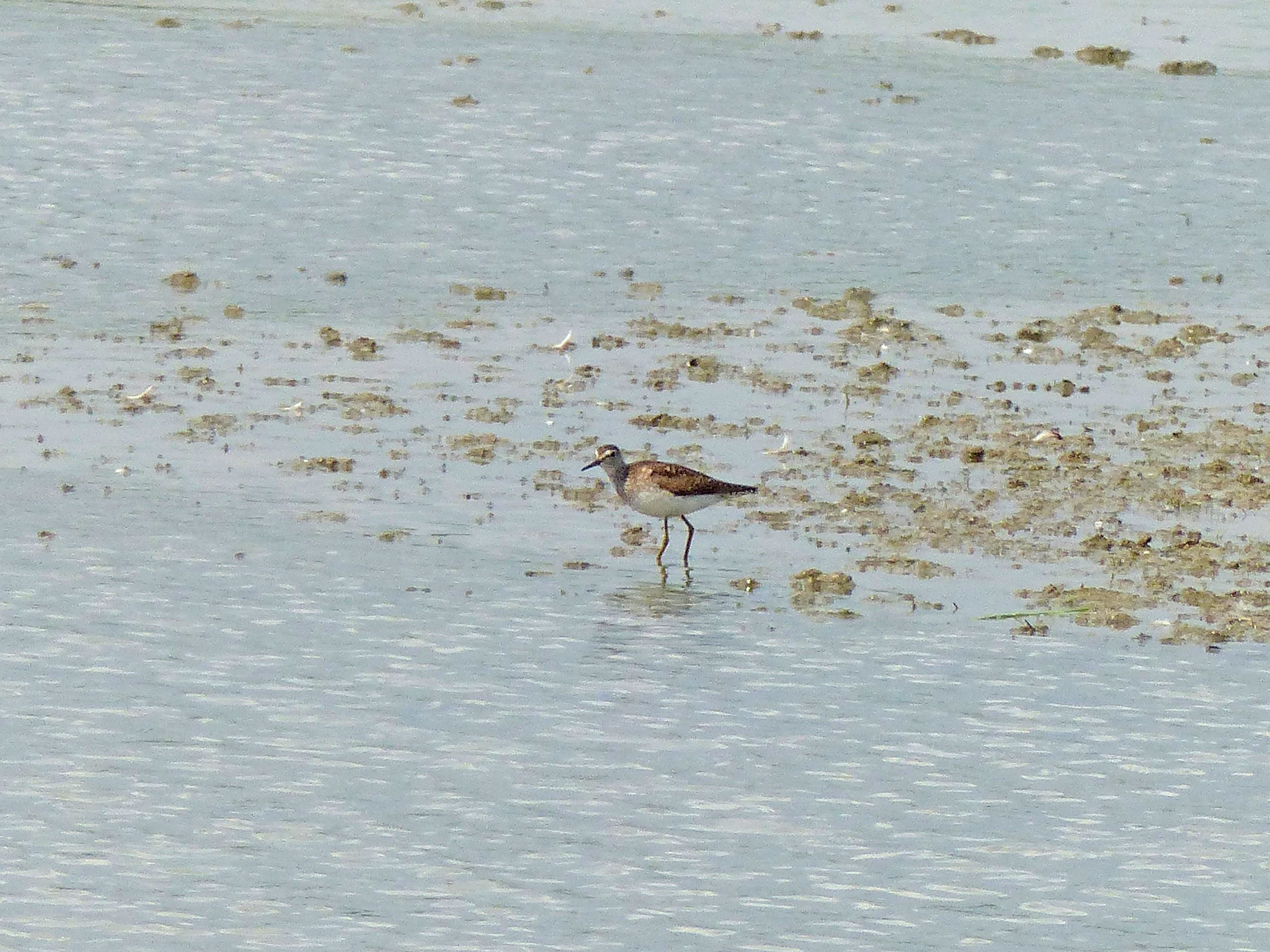 Witgat of bosruiter?