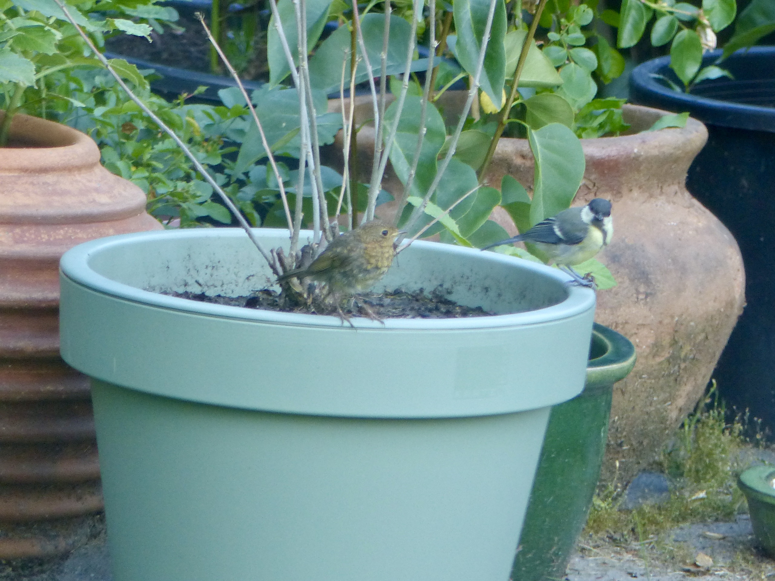 Wat is dit voor vogeltje?