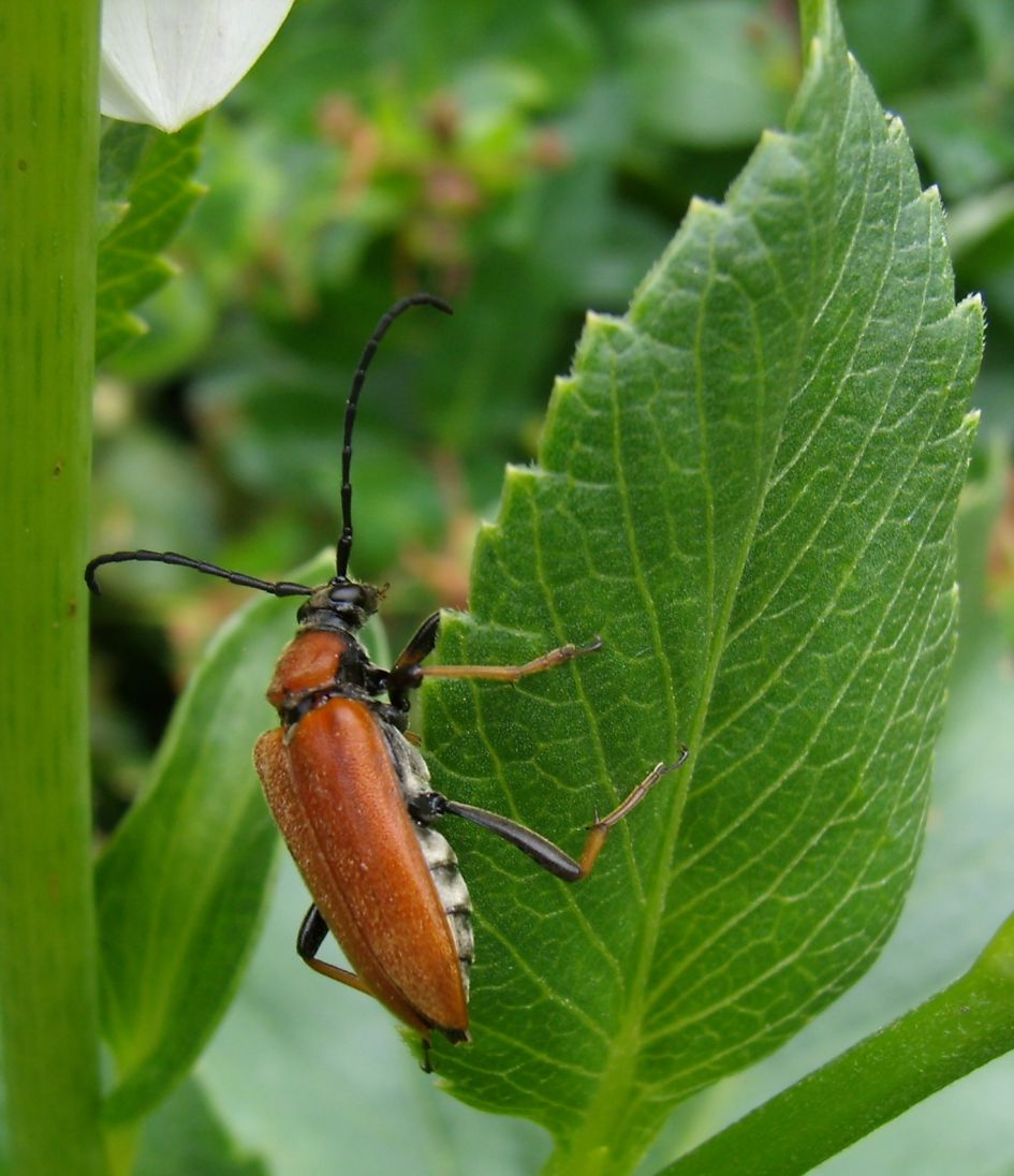 Boktor of soldaatje ??