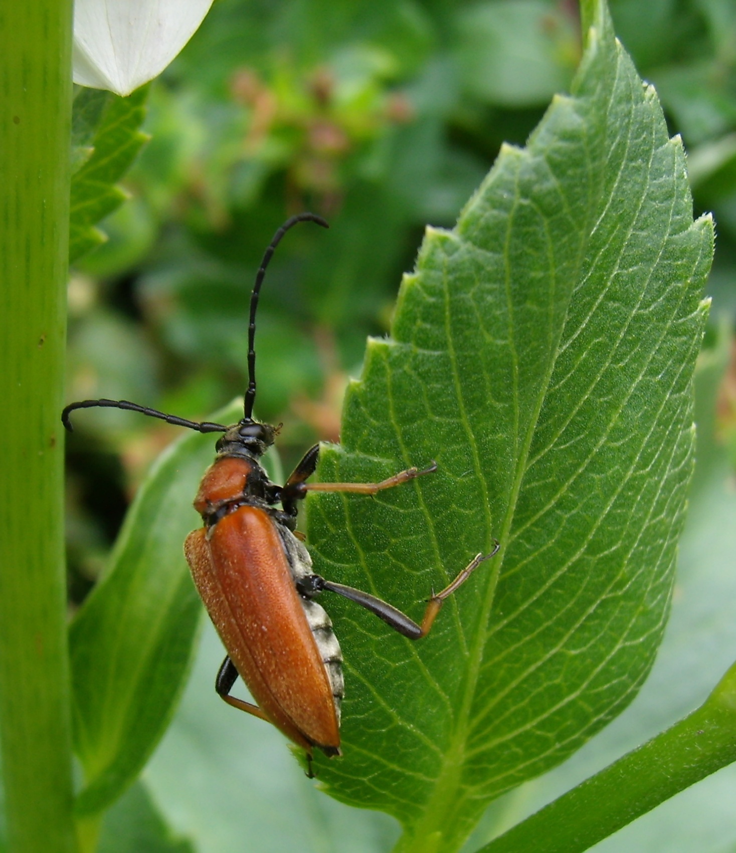 Boktor of soldaatje ??