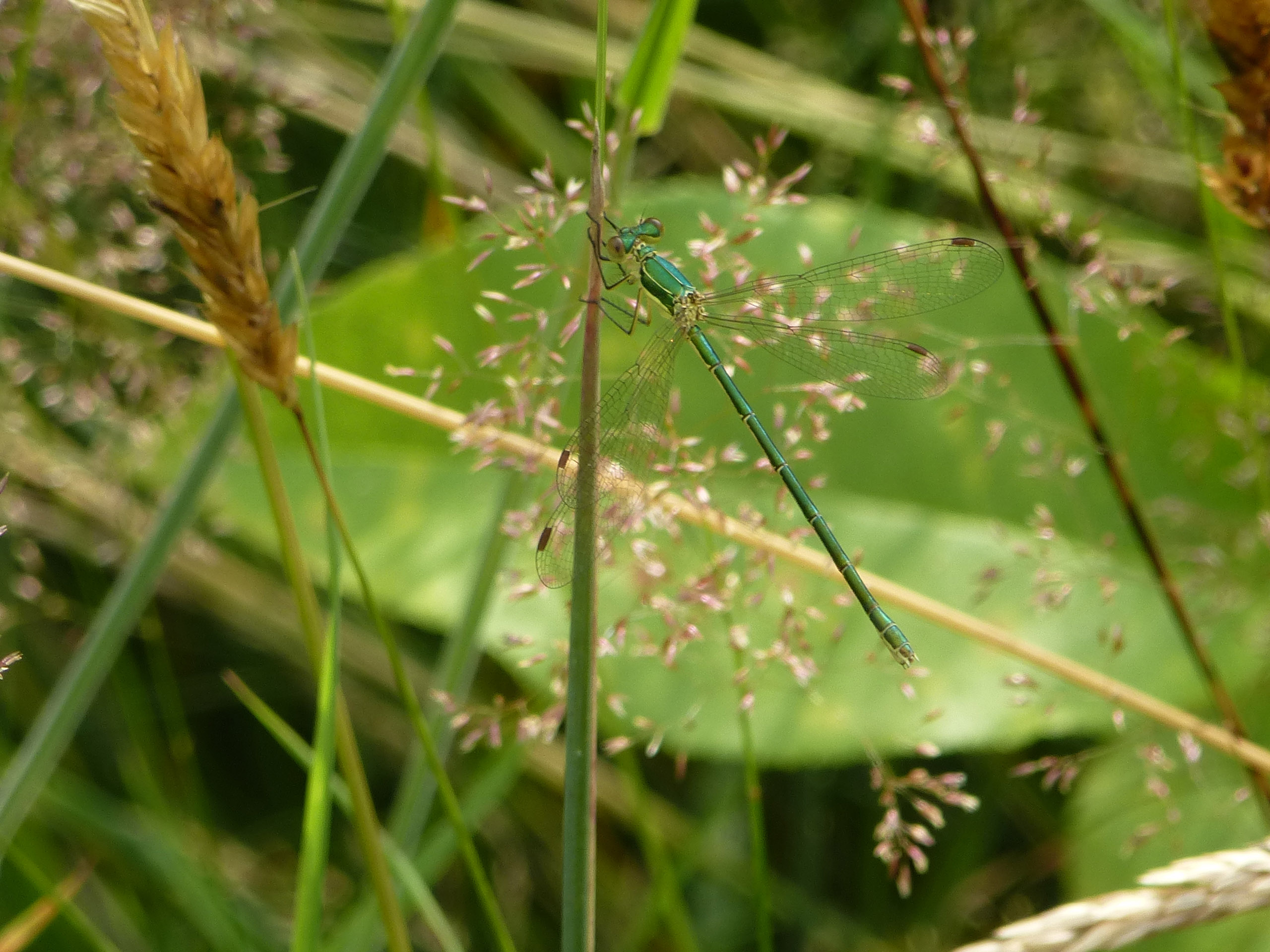 Pantserjuffer soort?