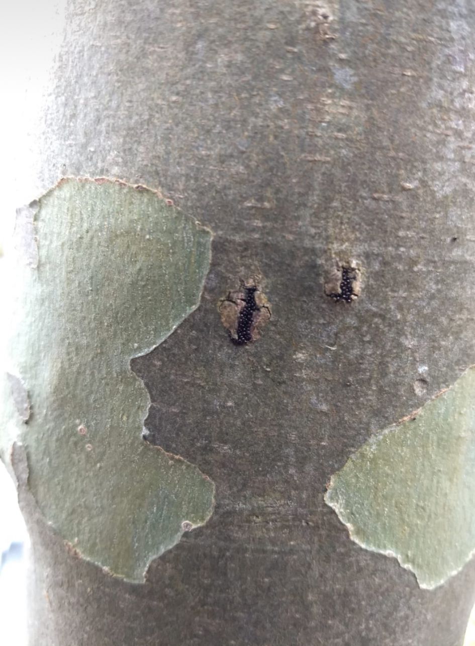 Wie weet wat dit zijn?