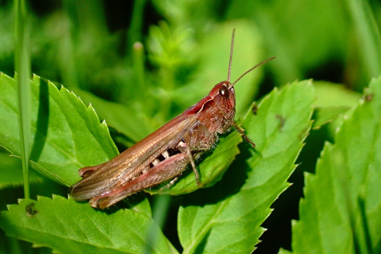 welk soort sprinkhaan