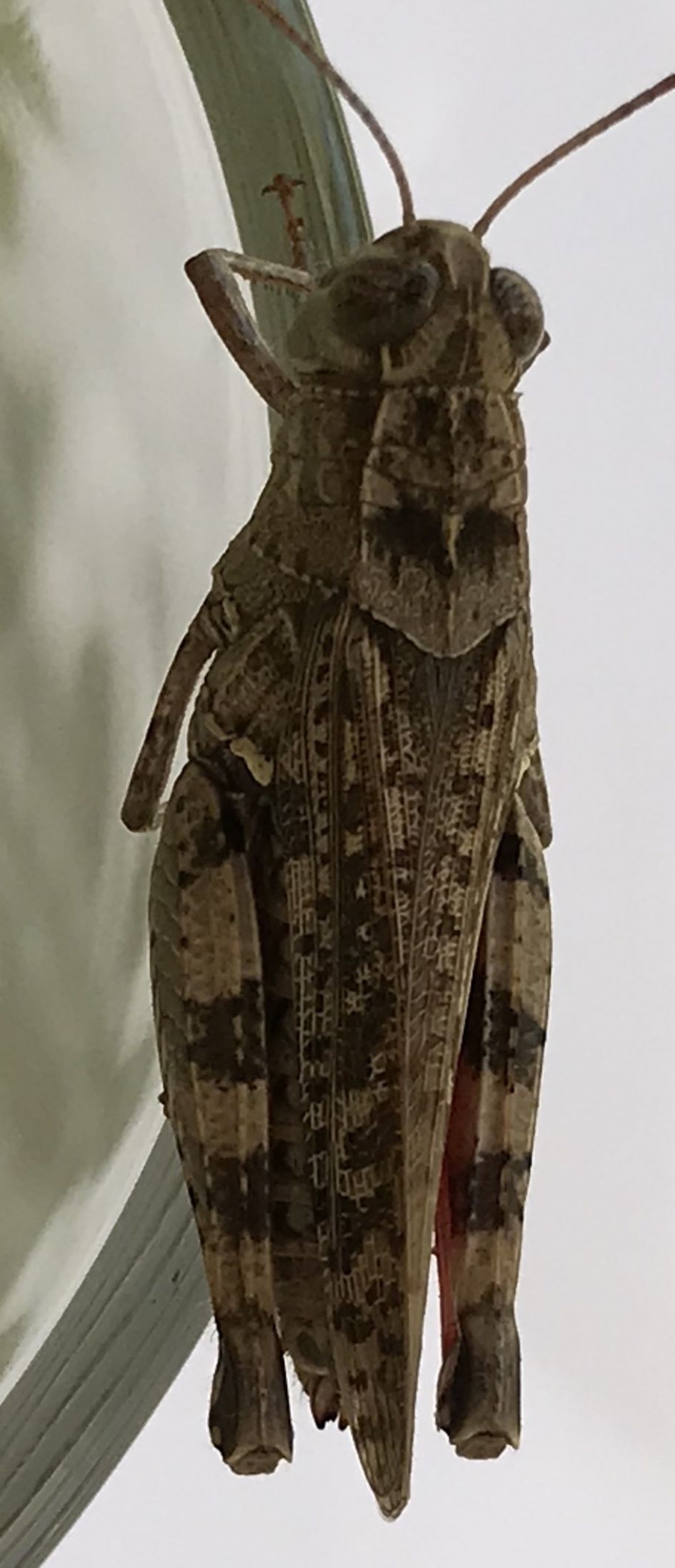 Sprinkhaan-Krekeltje ?