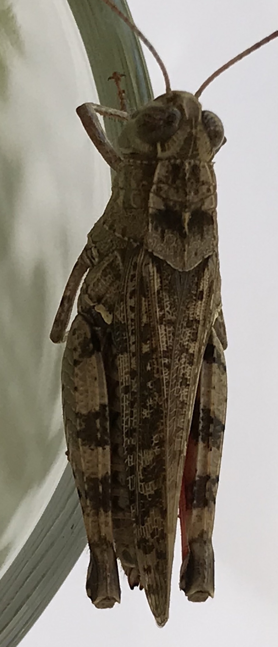 Sprinkhaan-Krekeltje ?