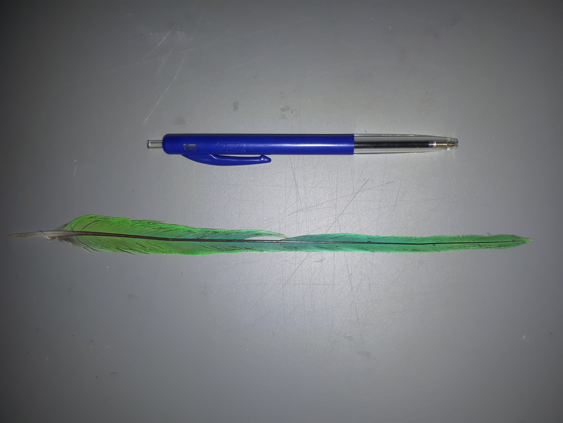 Groenblauwe vogelveer gevonden