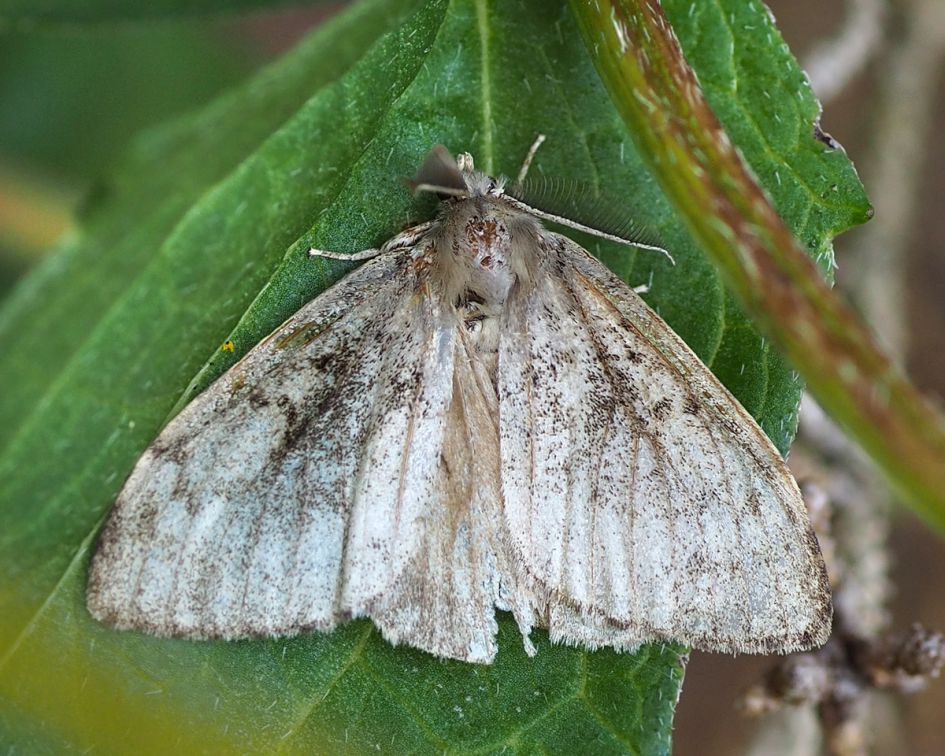 Onbekende nachtvlinder