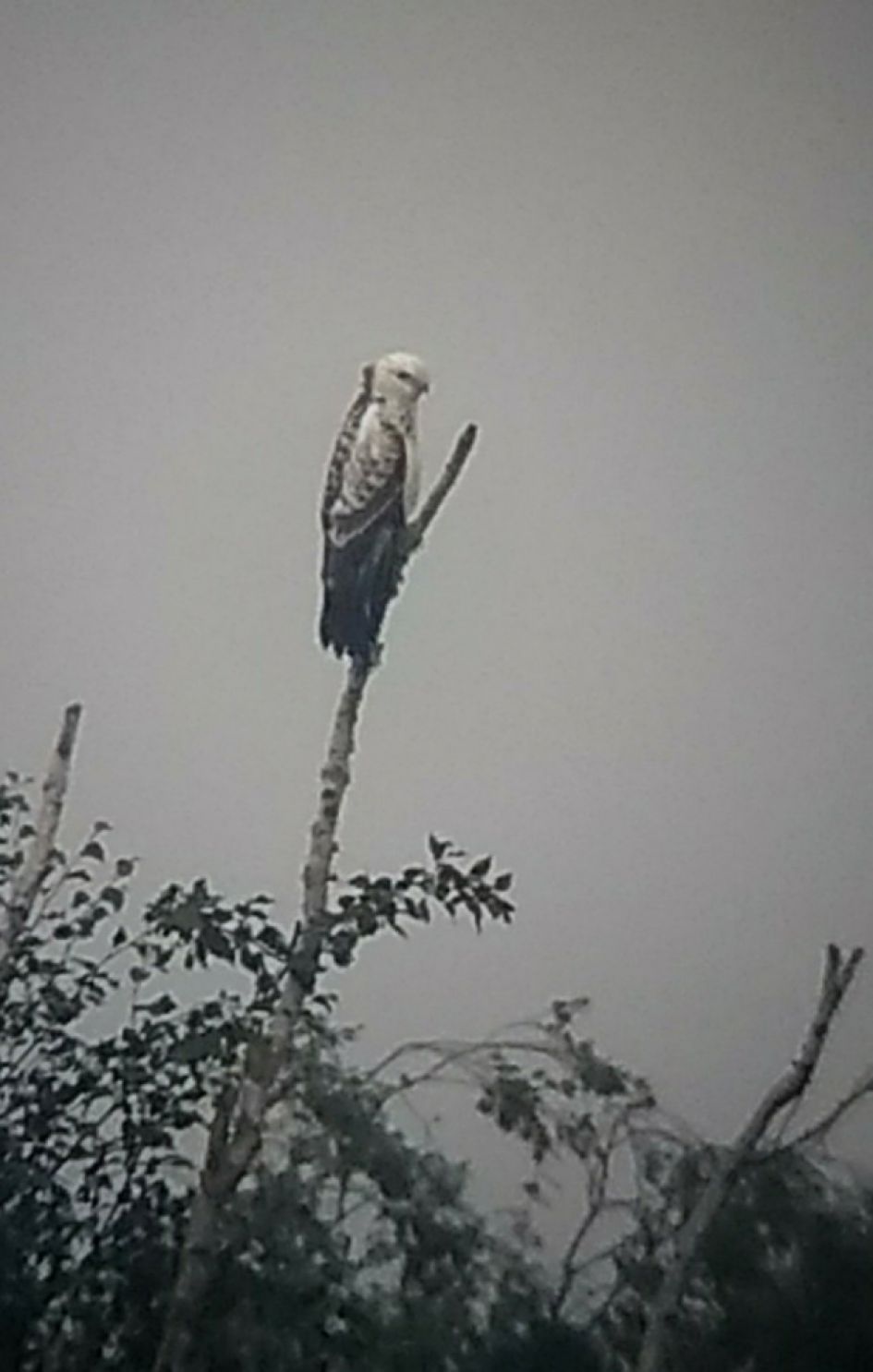 Wat is dit voor vogel??