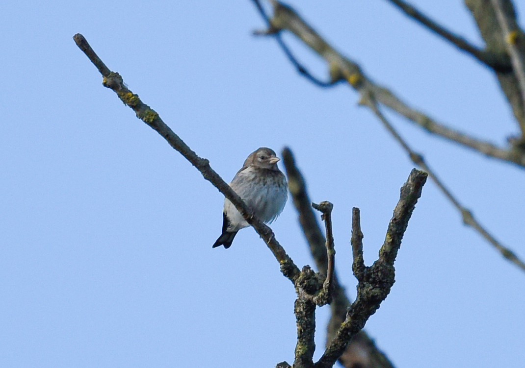 welke vogel is dit ?