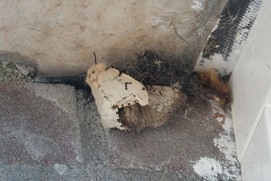 Nachtvlinder? Welke soort en waarom bijelkaar kruipen?