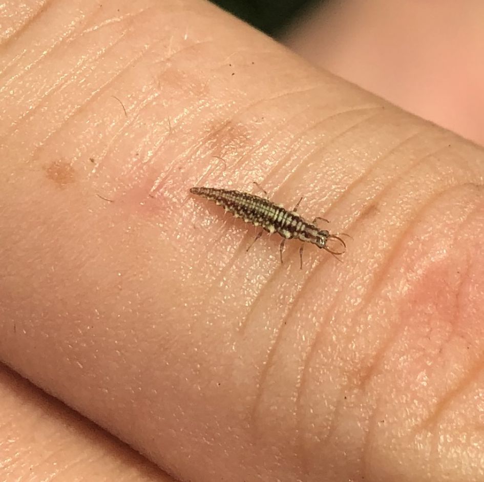 Wat is dit voor insect?