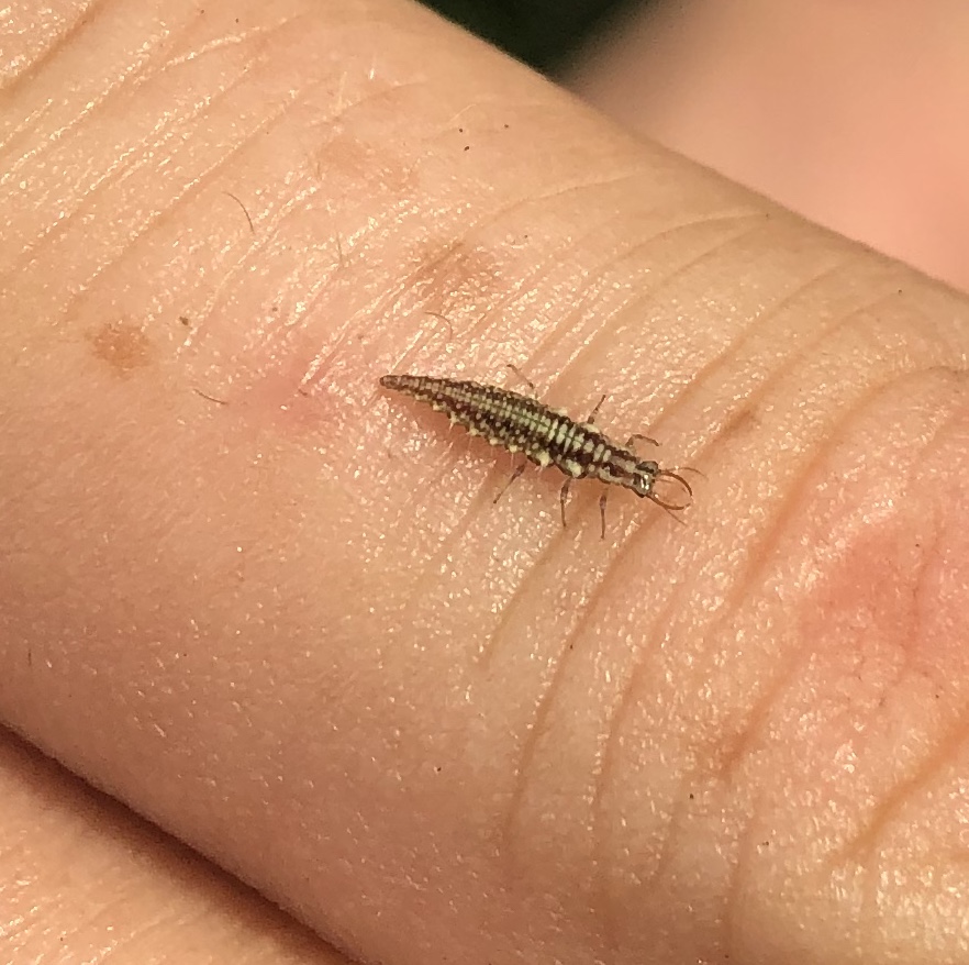 Wat is dit voor insect?