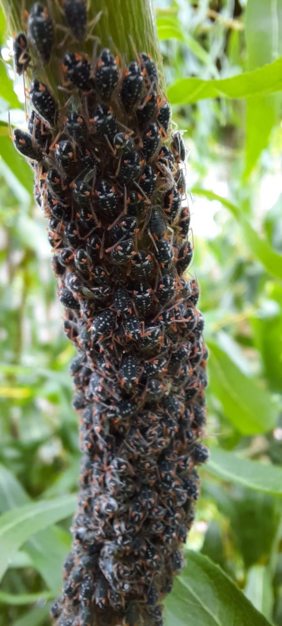 Beestjes in Krulwilg