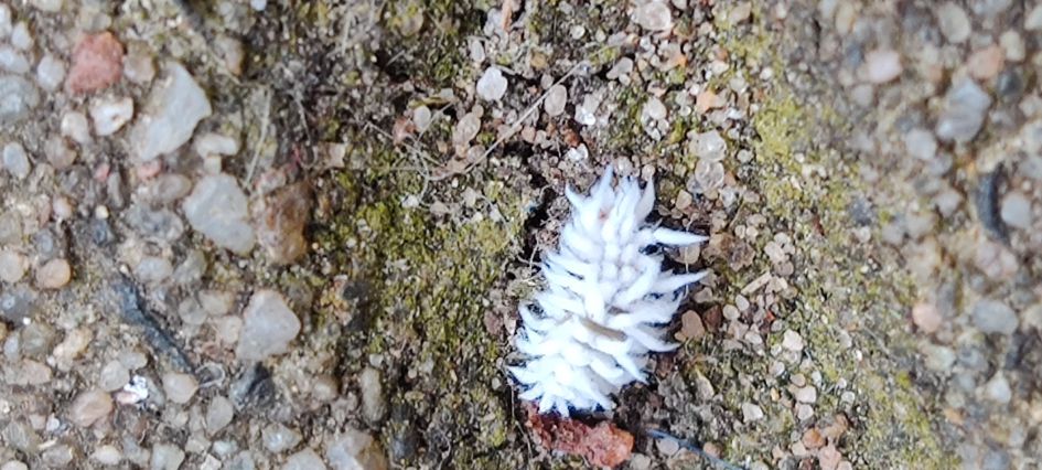 Wat is dit voor een insect (nooit eerder gezien)