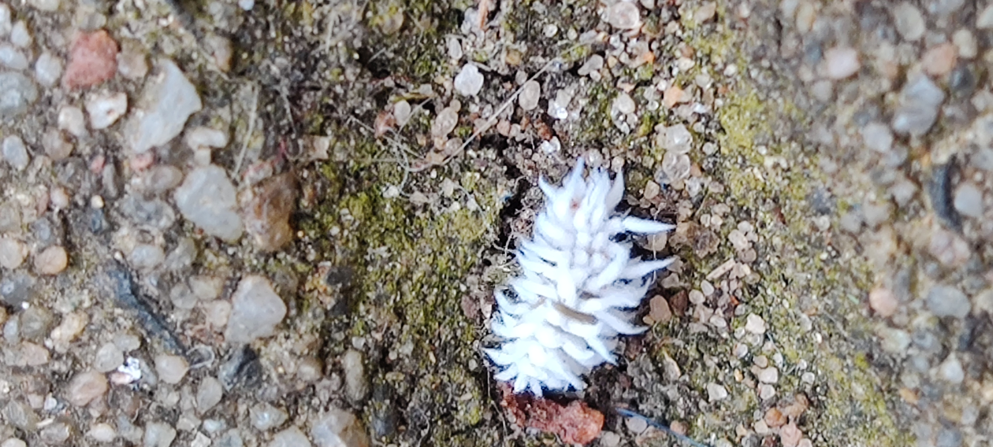 Wat is dit voor een insect (nooit eerder gezien)