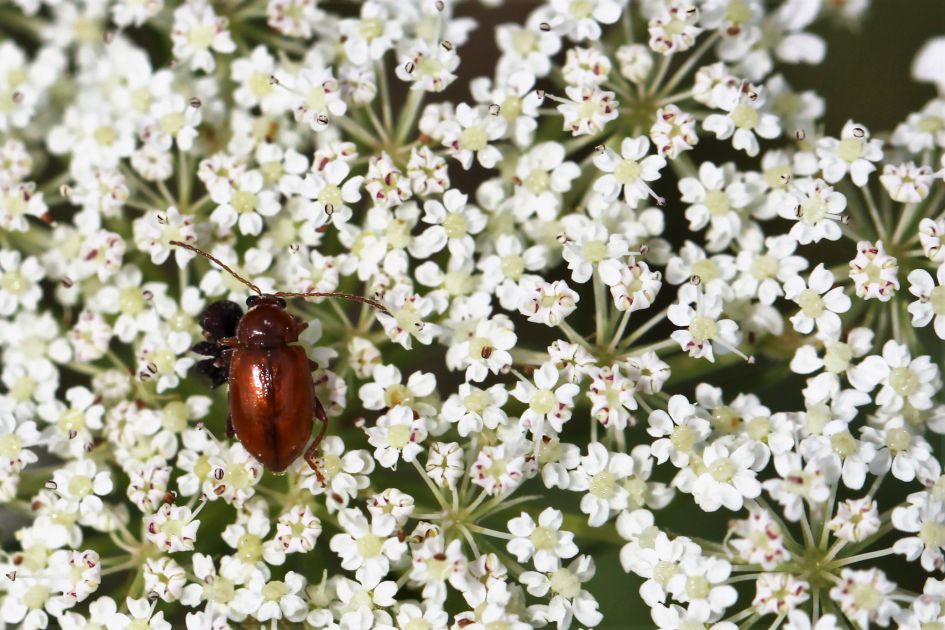 Welk kevertje is dit ?