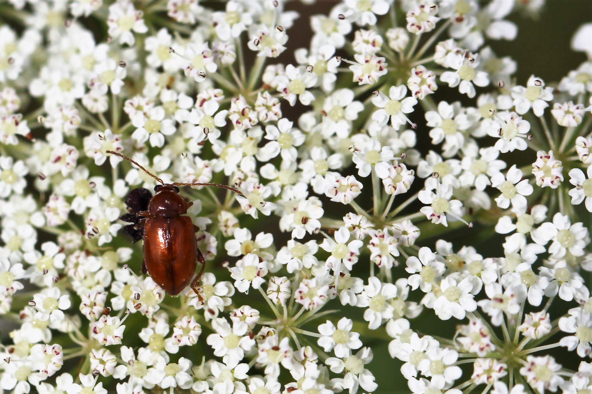 Welk kevertje is dit ?