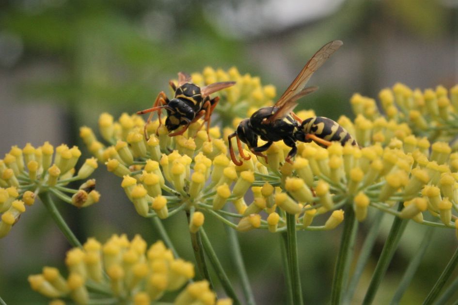 Wat voor insect is dit?