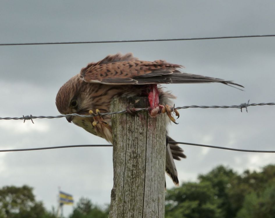 kannibalisme bij torenvalken