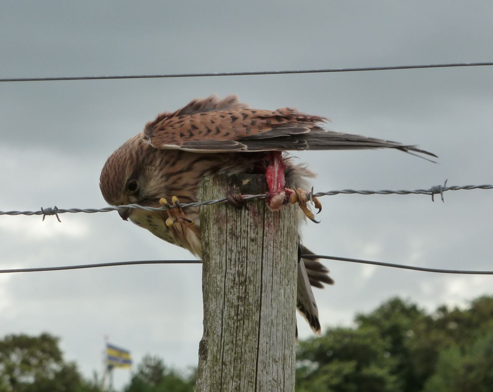kannibalisme bij torenvalken