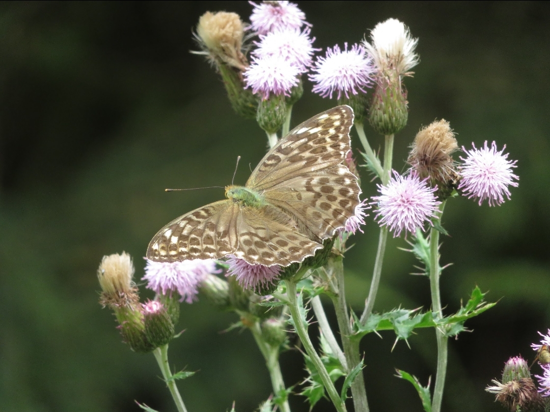 Welke vlinder is dit?