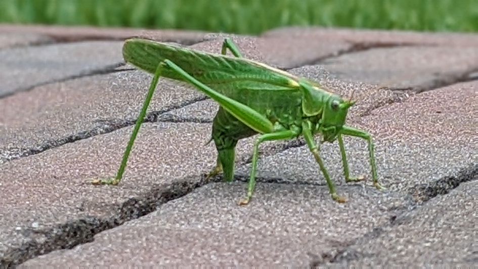 Wat doet deze Sprinkhaan nou?