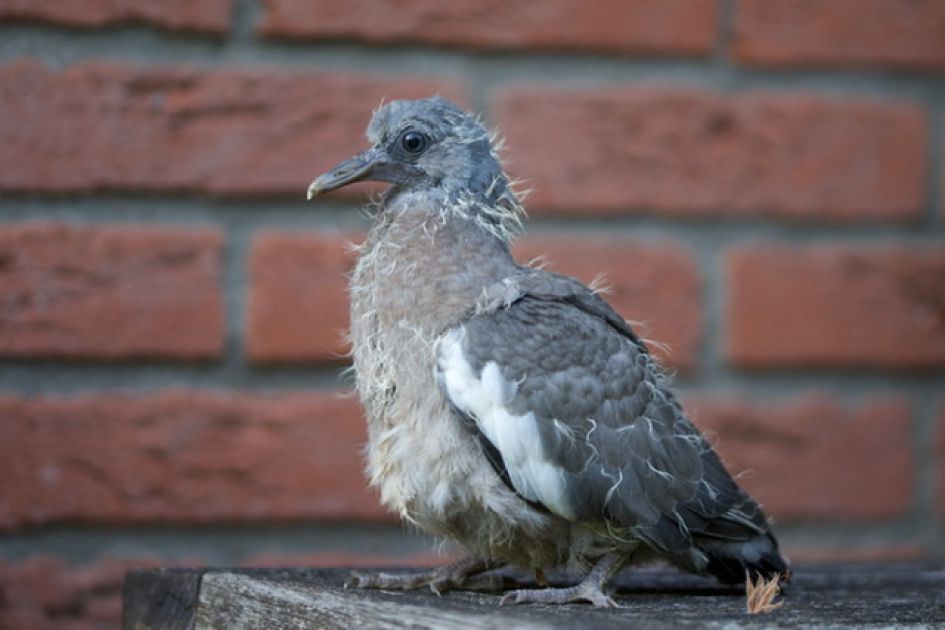 Zieke vogel