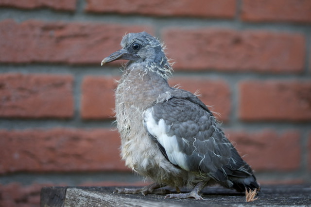 Zieke vogel