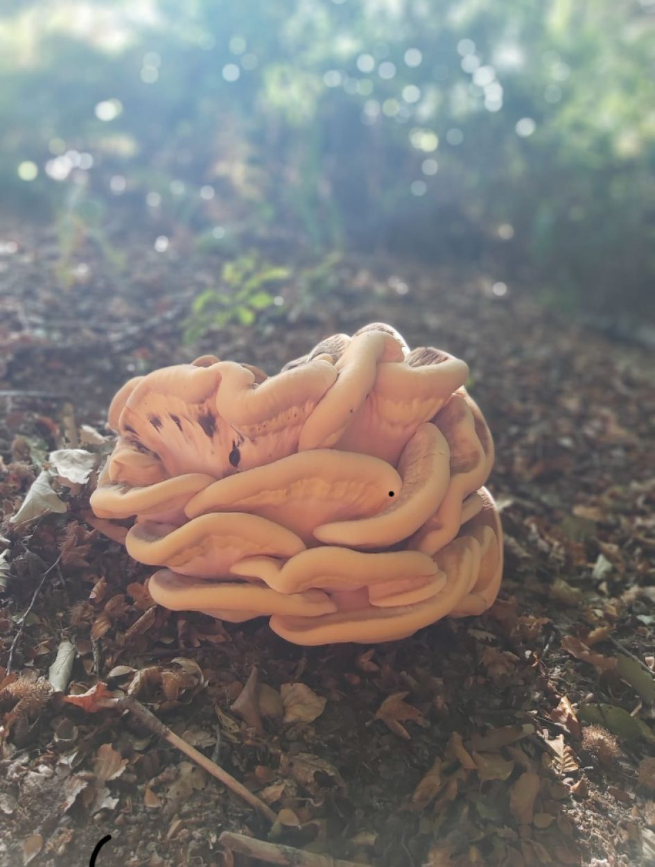 Welke paddenstoel is dit?