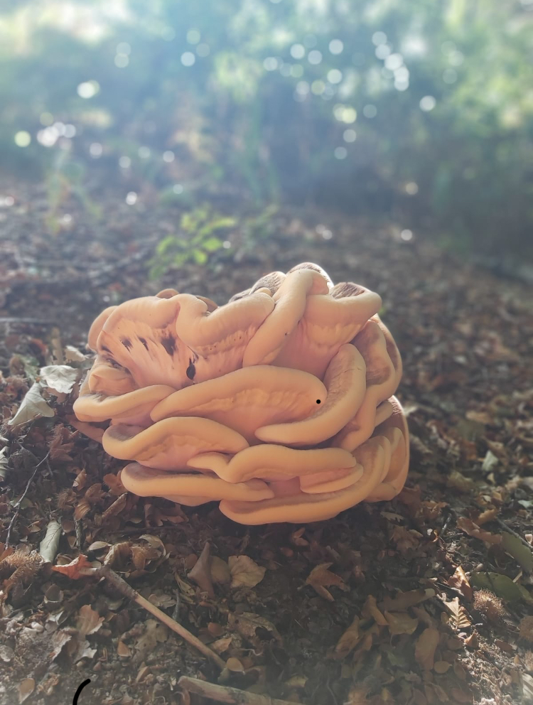 Welke paddenstoel is dit?