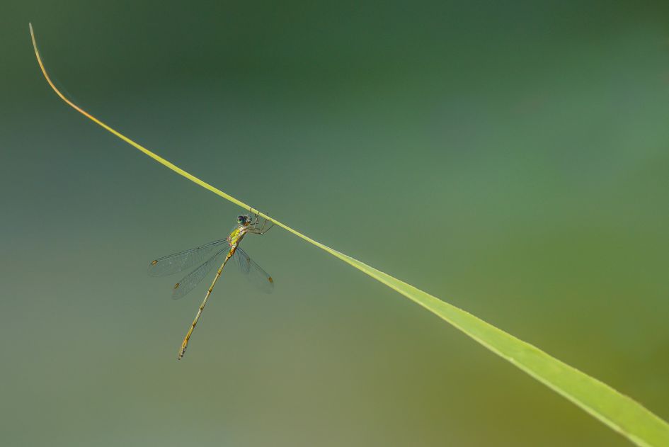 Welke libelle is dit ?