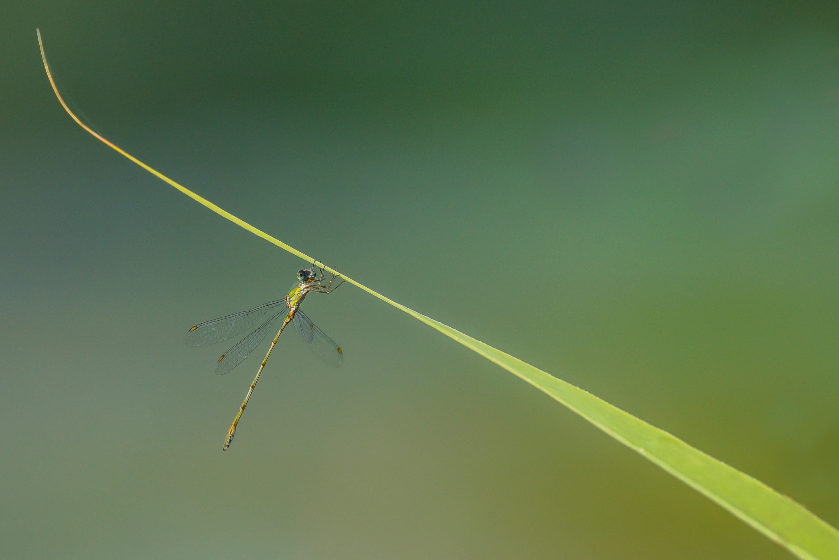 Welke libelle is dit ?