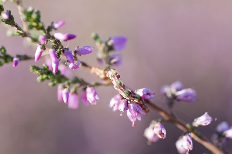 Wat voor rups is dit?