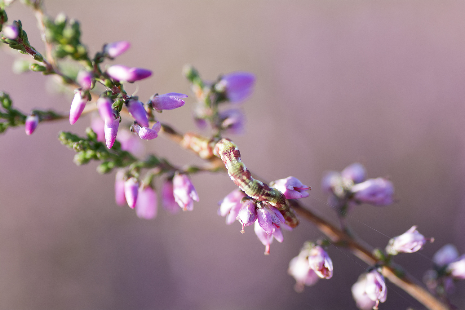 Wat voor rups is dit?