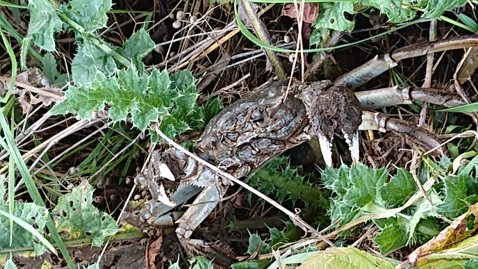 Bruine krab met witte scharen in het gras, rand sloot, Ooijpolder