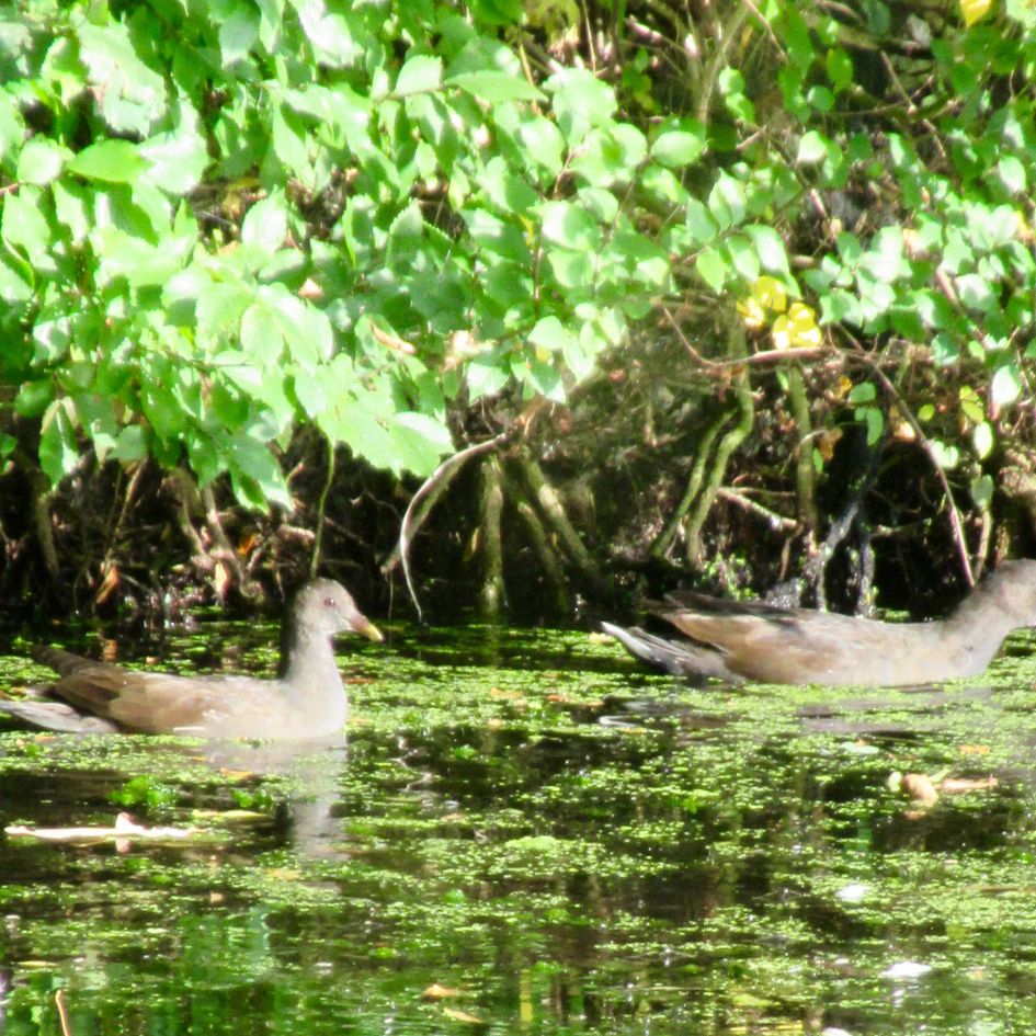 Vreemde vogelswat voo
