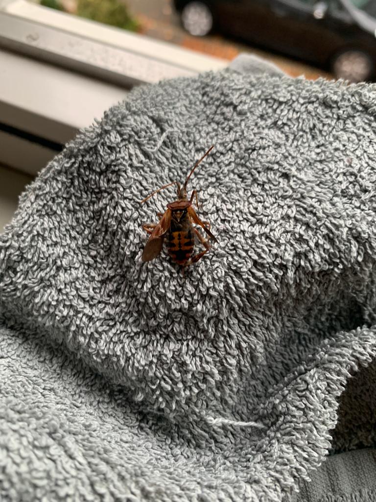 Welk insect is dit?