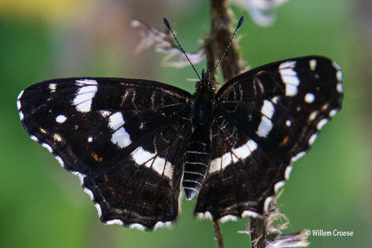 BLAUWE IJSVOGELVLINDER - LIMENITIS REDUCTA