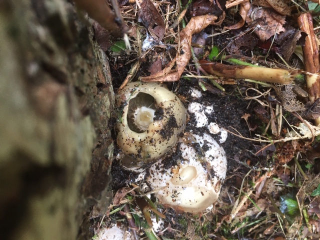 merkwaardige zwammen