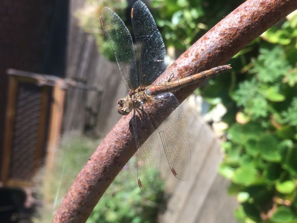 welke libel is dit ?