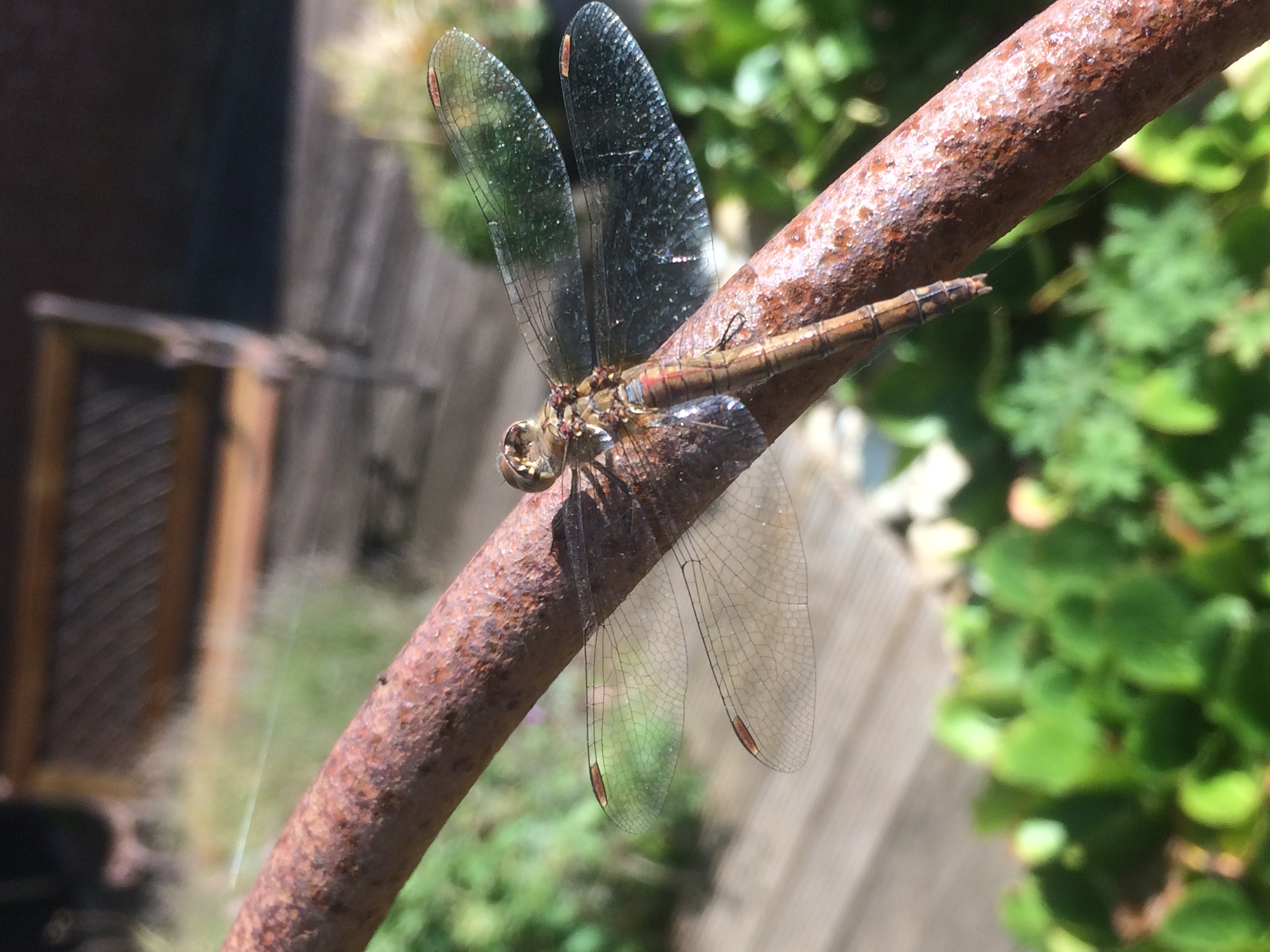 welke libel is dit ?