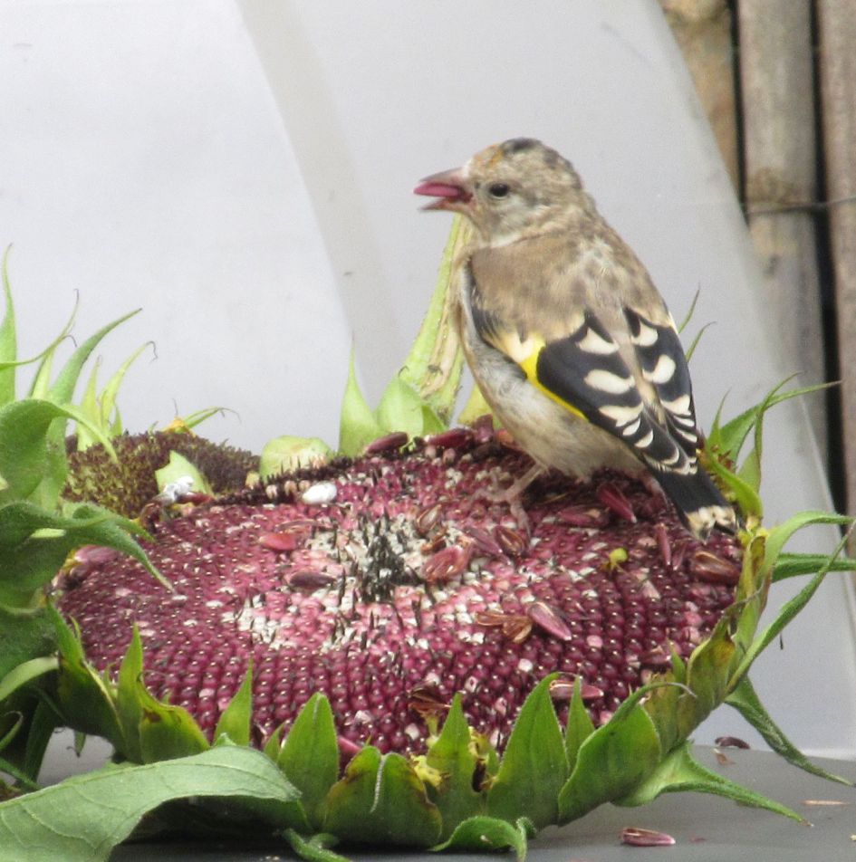 welk vogeltje is dit?