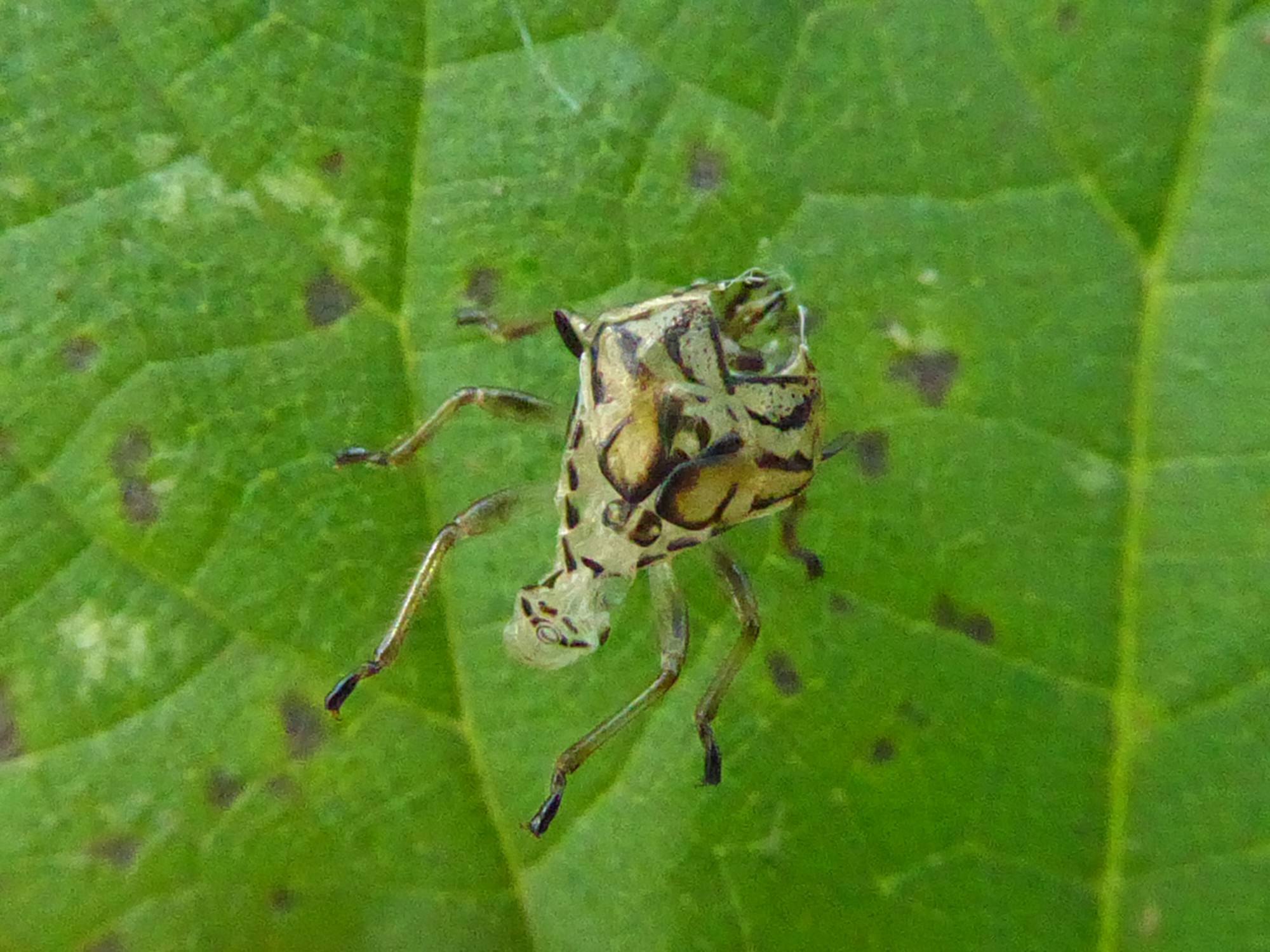 vervellingshuidje te benoemen?