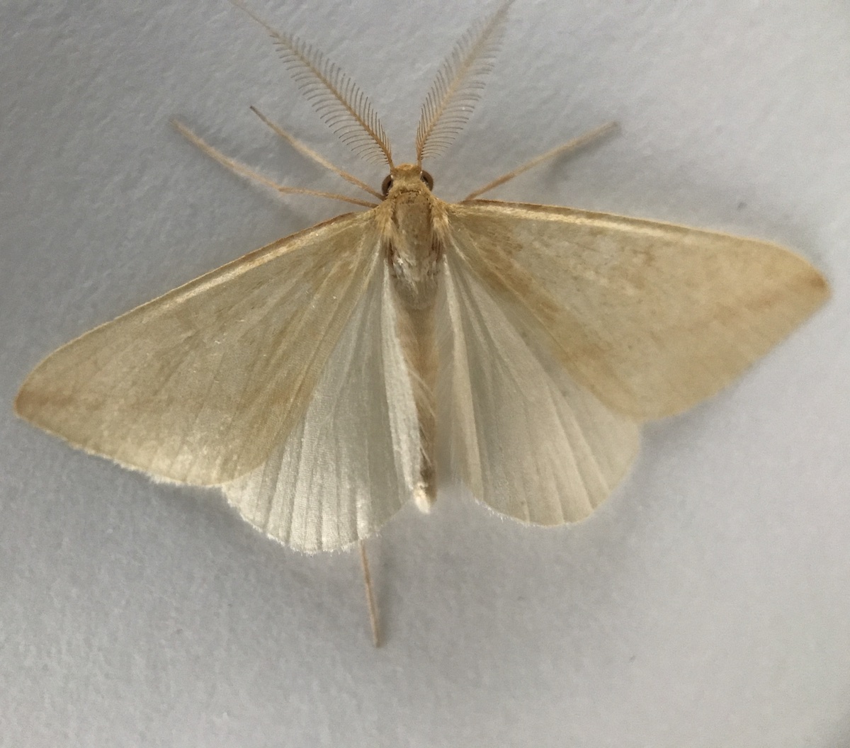 Een roomkleurige nachtvlinder