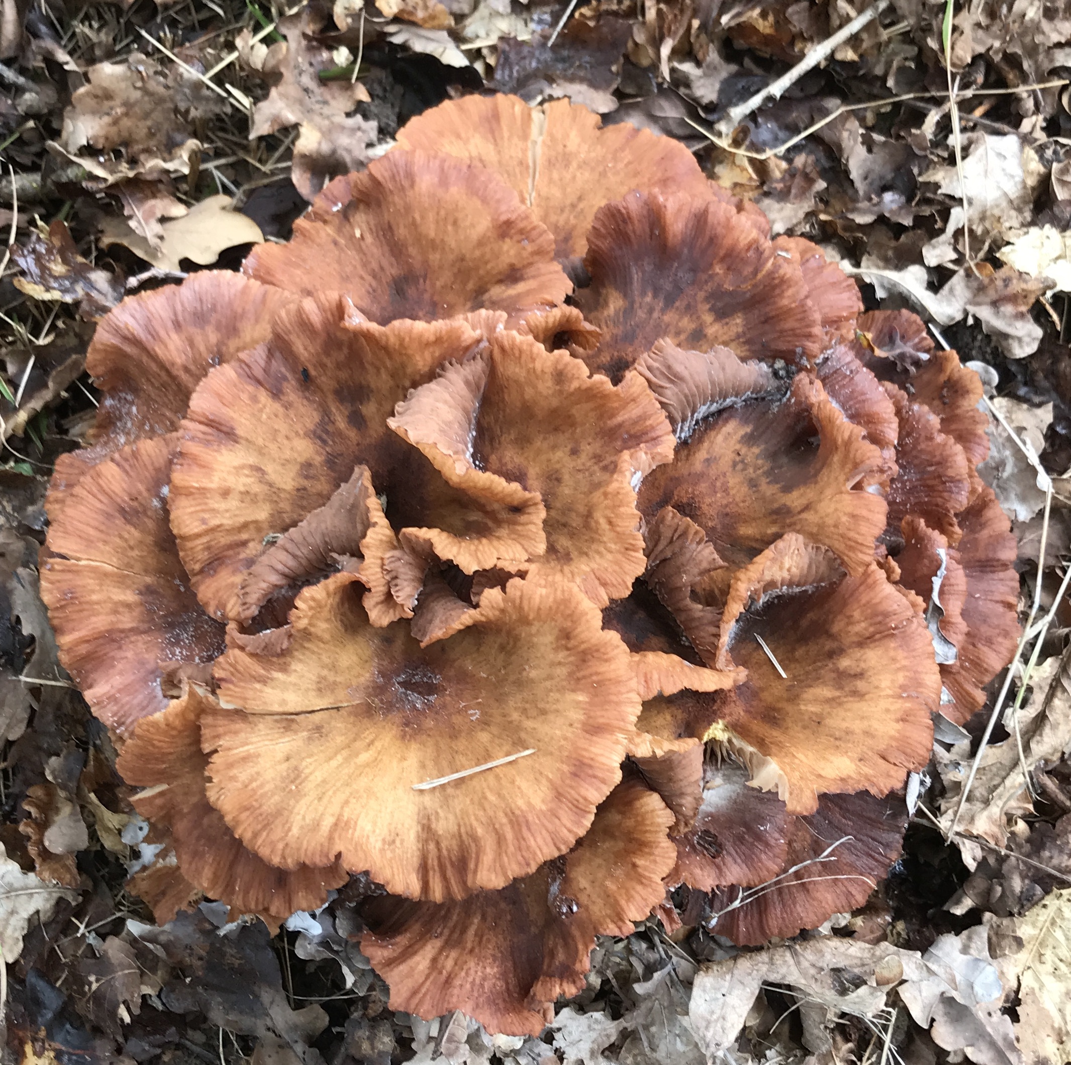 Een zwammen stilleven.....