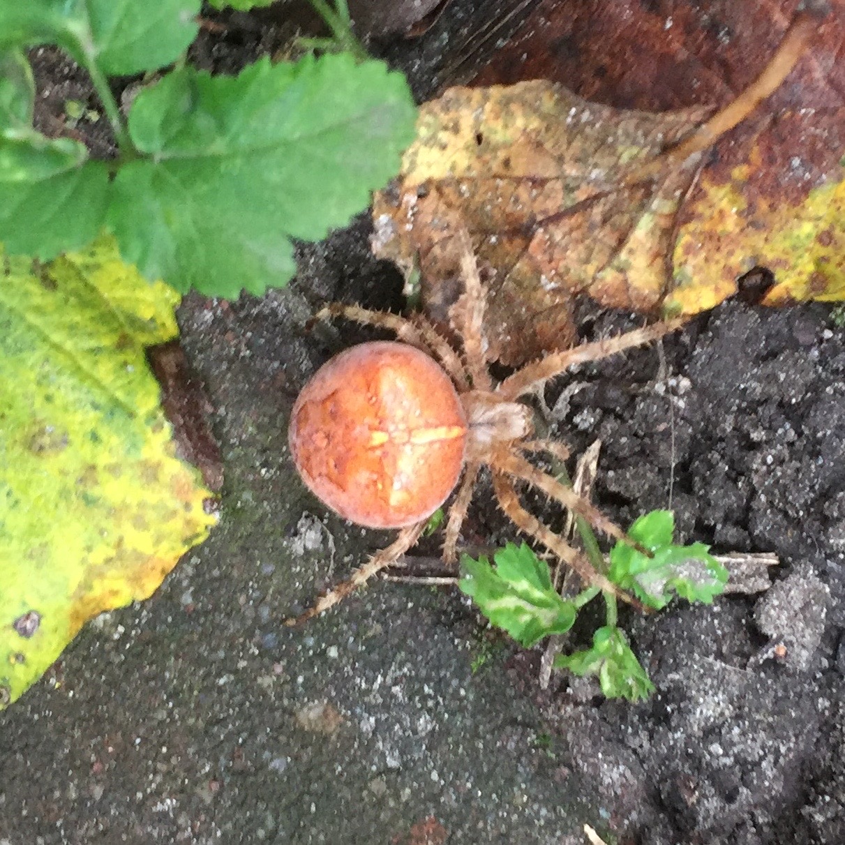 Wat voor een spin is dit.