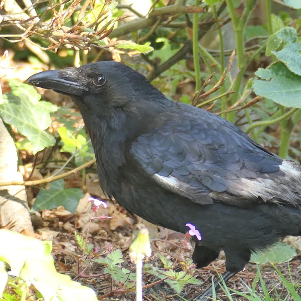 Wat is dit voor vogel?