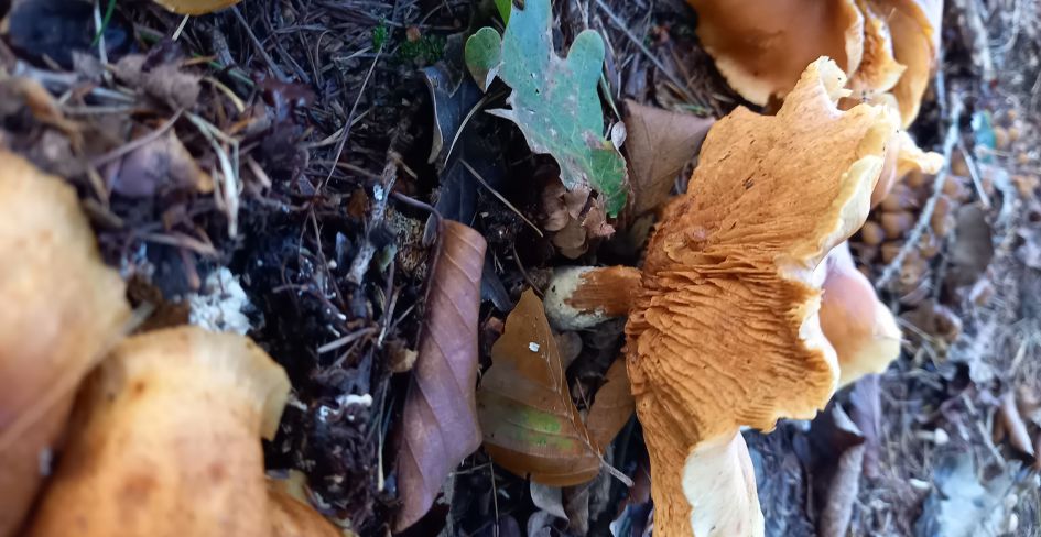 Welke paddestoel is dit