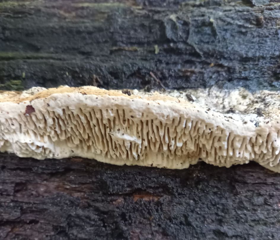 Welke paddestoel is dit